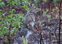 Lepus arcticus